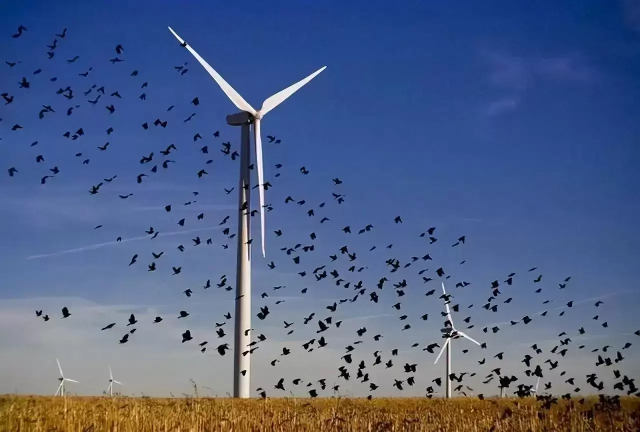 风力发电的危害有多大?风力发电的优缺点