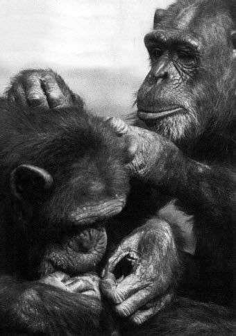 黑猩猩的政治读后感：人类职场里那点权谋和厚黑，都是俺们玩剩下的