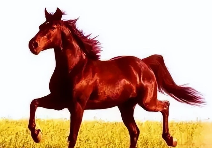说文解字：含有「马」的汉字都和马有关系吗？