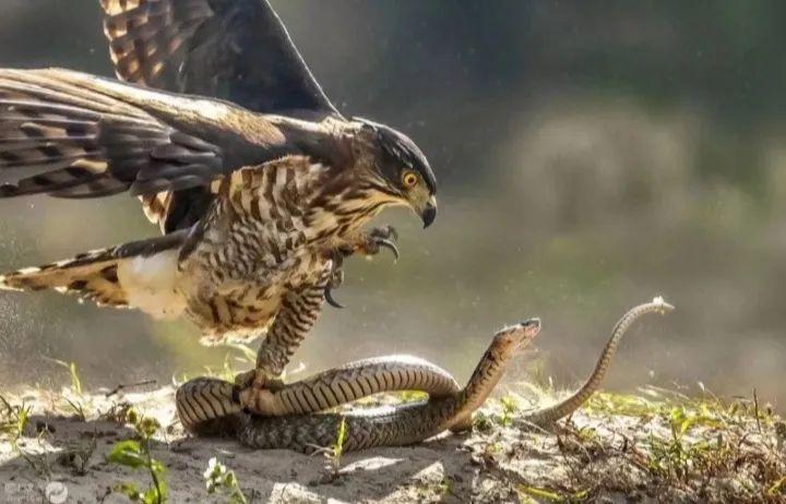 中国文物介绍及图片：战国展翅攫蛇鹰