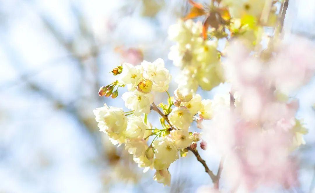 四月春光无限好，花开为你绽放美丽