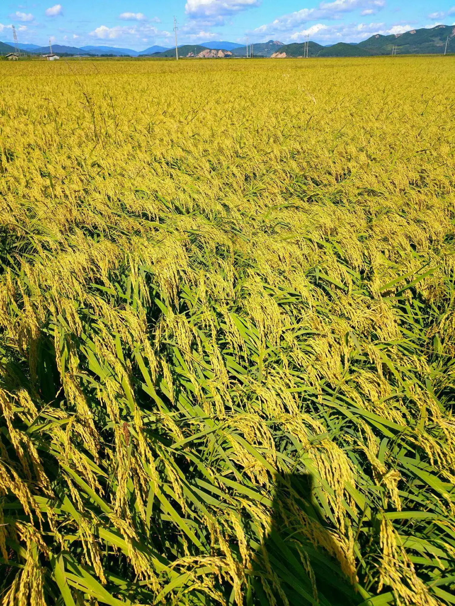 水稻VS小麦：谁才是世界第一主粮？