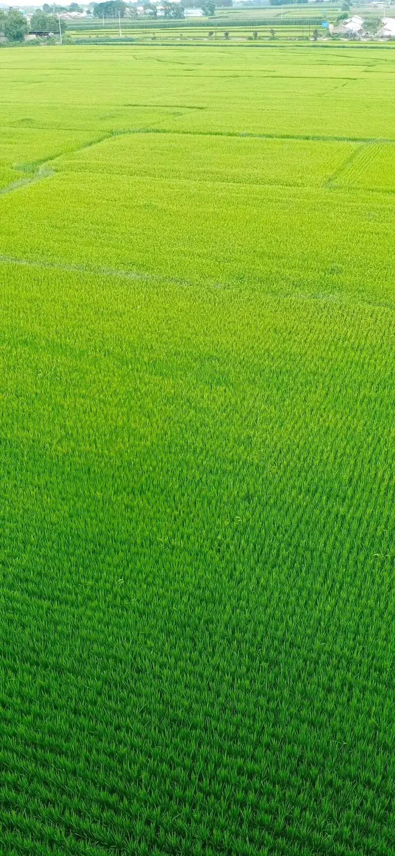 水稻VS小麦：谁才是世界第一主粮？